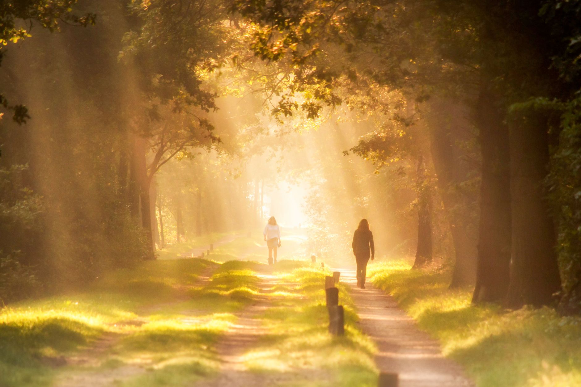 Sunlight through trees on a forest path, with people walking.